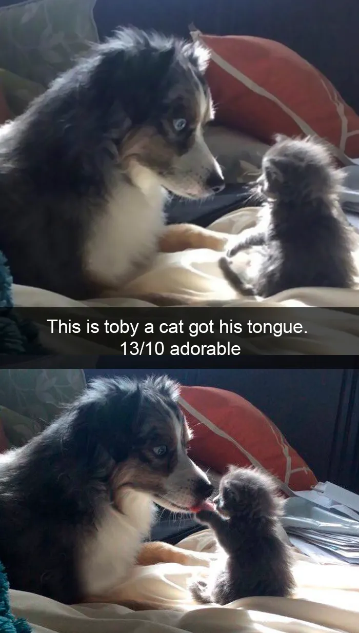 228 Funny And Cute Dog Snapchats That Will Make Your Day (New Pics)