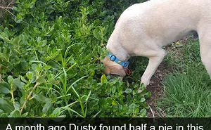 228 Funny And Cute Dog Snapchats That Will Make Your Day (New Pics)