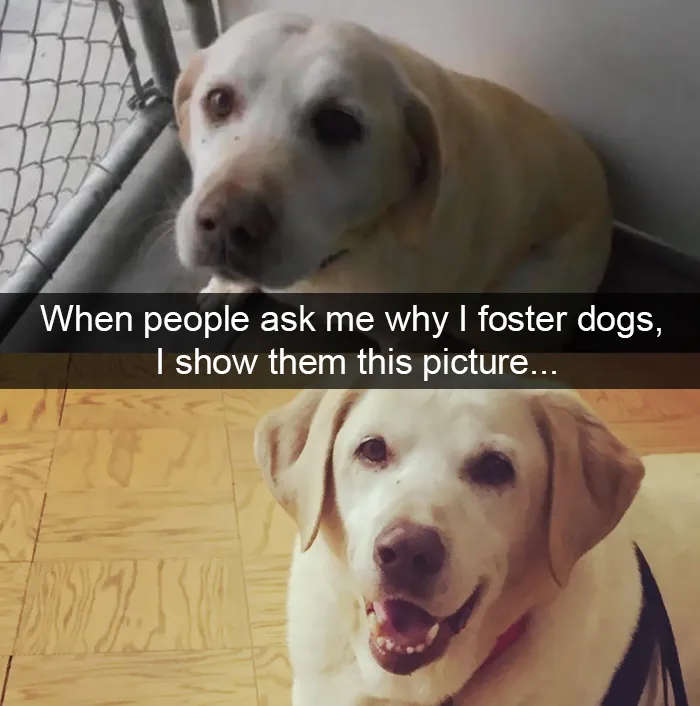 228 Funny And Cute Dog Snapchats That Will Make Your Day (New Pics)