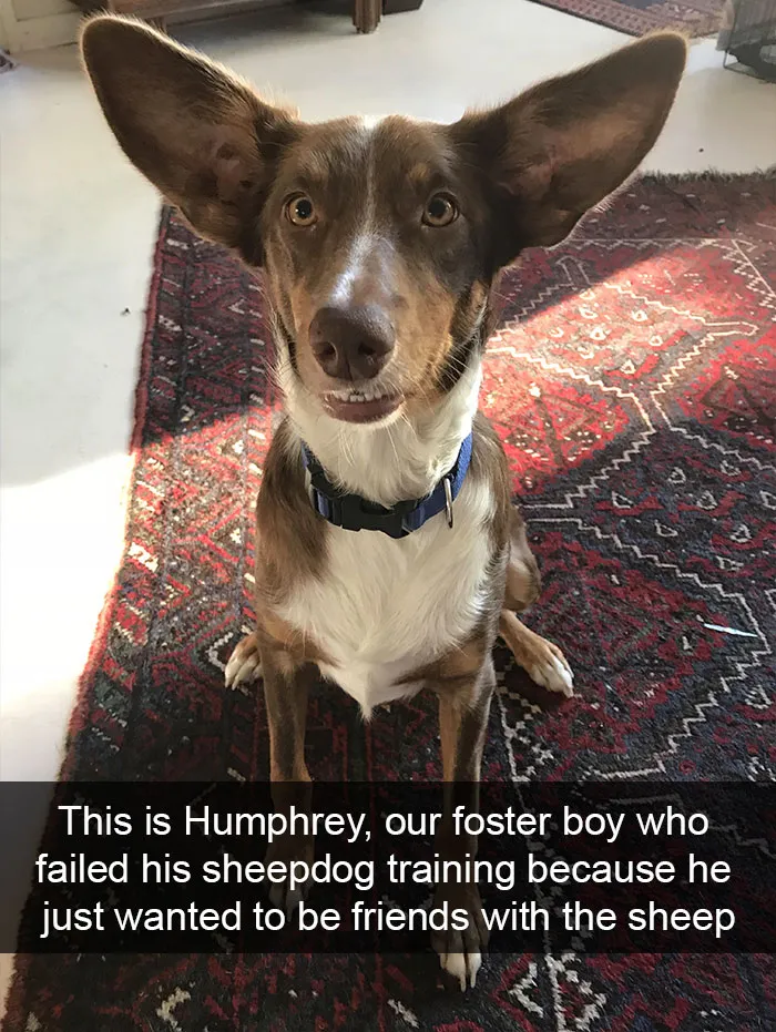 228 Funny And Cute Dog Snapchats That Will Make Your Day (New Pics)