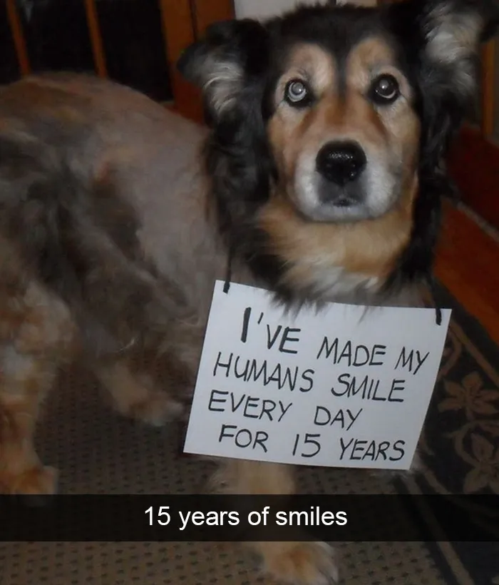 228 Funny And Cute Dog Snapchats That Will Make Your Day (New Pics)