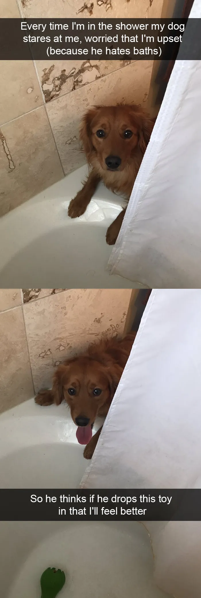 228 Funny And Cute Dog Snapchats That Will Make Your Day (New Pics)