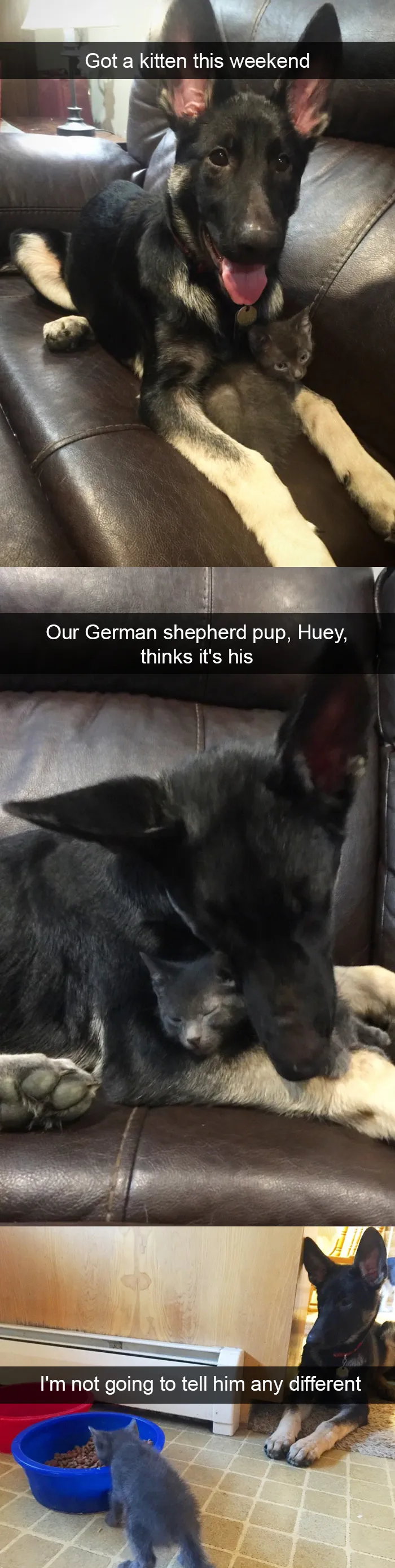 228 Funny And Cute Dog Snapchats That Will Make Your Day (New Pics)