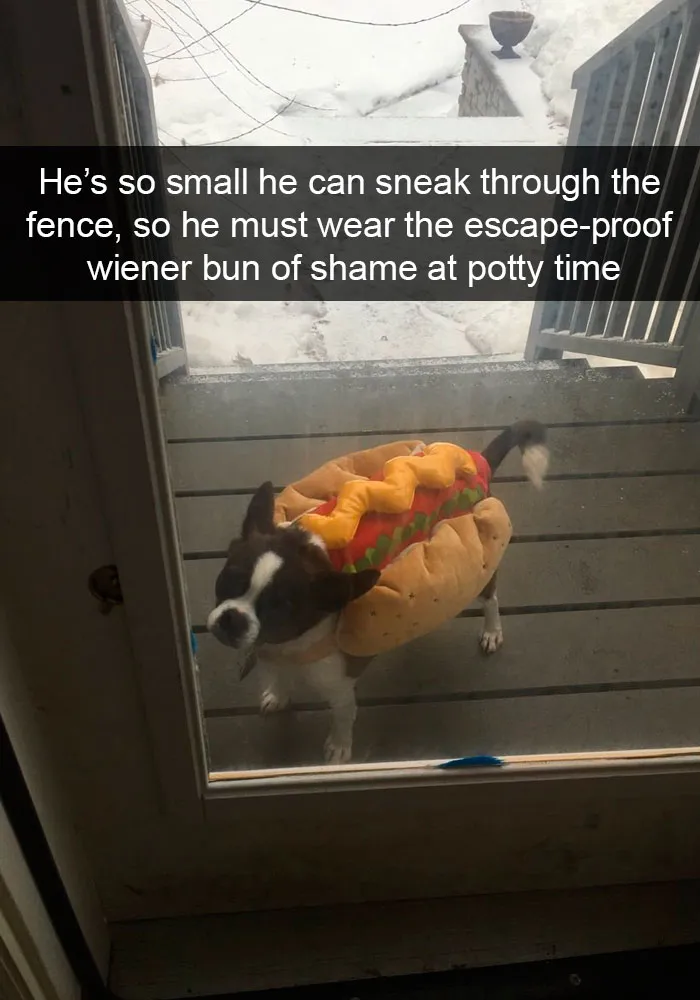 228 Funny And Cute Dog Snapchats That Will Make Your Day (New Pics)