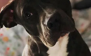 228 Funny And Cute Dog Snapchats That Will Make Your Day (New Pics)