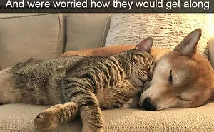 228 Funny And Cute Dog Snapchats That Will Make Your Day (New Pics)
