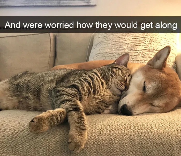 Funny-Dogs-Photos-Snapchats