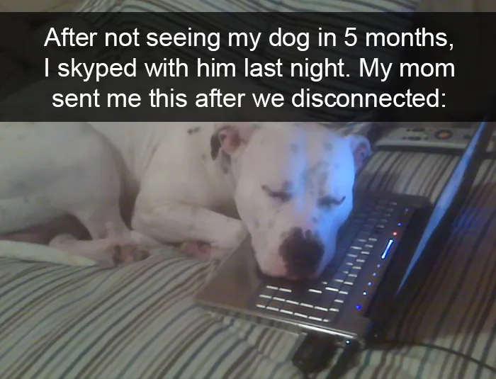 228 Funny And Cute Dog Snapchats That Will Make Your Day (New Pics)
