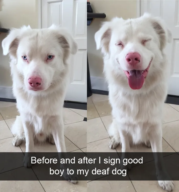 228 Funny And Cute Dog Snapchats That Will Make Your Day (New Pics)