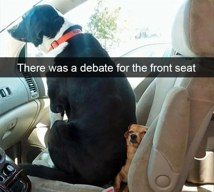 228 Funny And Cute Dog Snapchats That Will Make Your Day (New Pics)