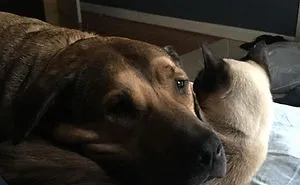228 Funny And Cute Dog Snapchats That Will Make Your Day (New Pics)
