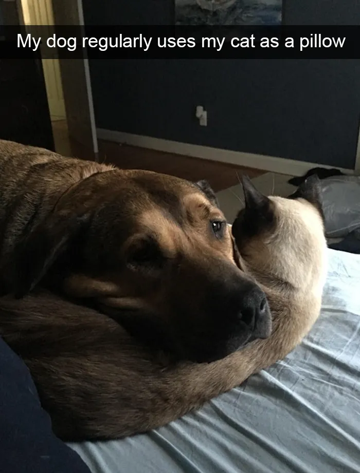 Funny-Dogs-Photos-Snapchats