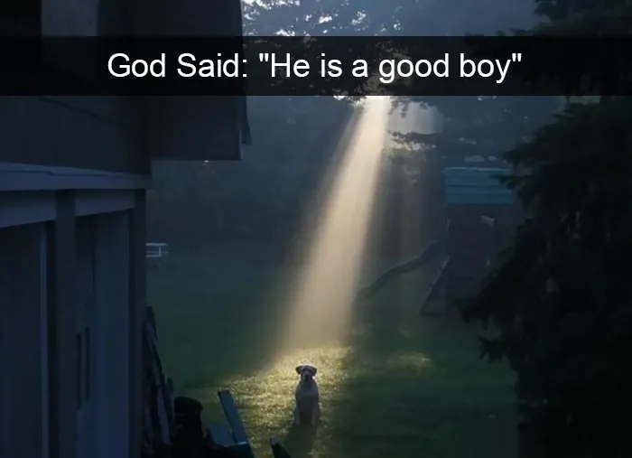 228 Funny And Cute Dog Snapchats That Will Make Your Day (New Pics)