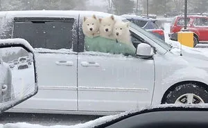228 Funny And Cute Dog Snapchats That Will Make Your Day (New Pics)