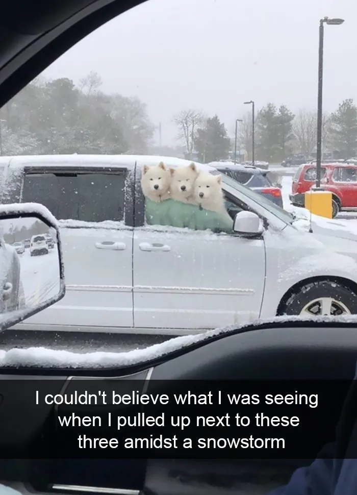 228 Funny And Cute Dog Snapchats That Will Make Your Day (New Pics)