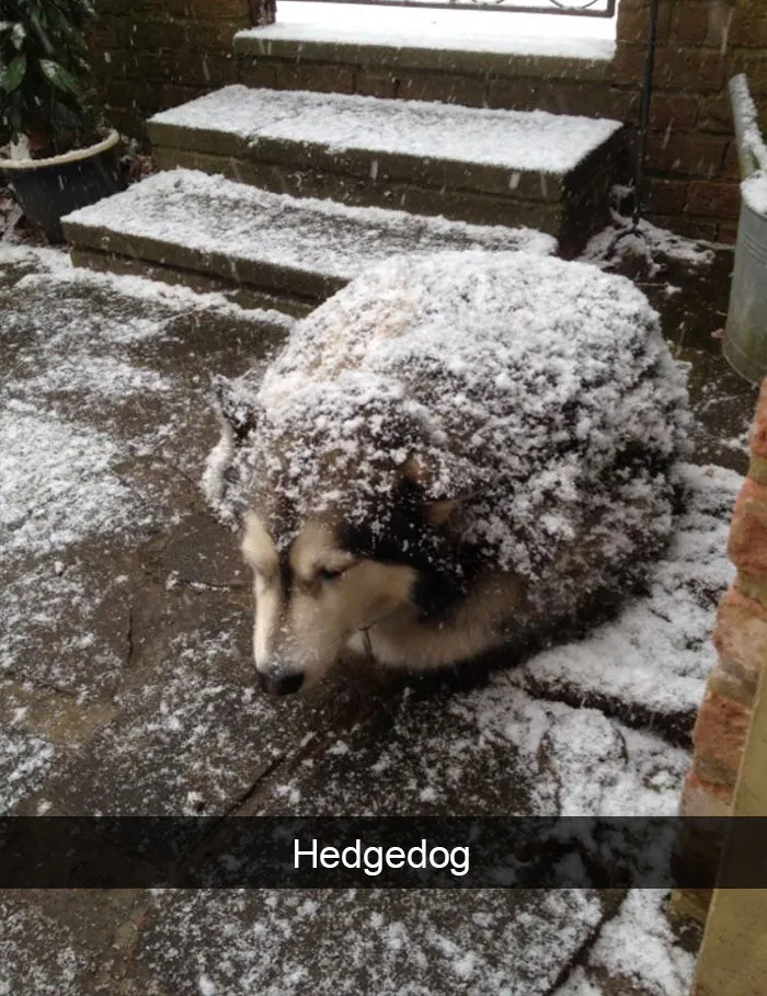 228 Funny And Cute Dog Snapchats That Will Make Your Day (New Pics)