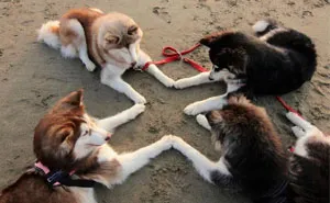 30 Hilarious Photos That Prove Huskies Are The Weirdest Dogs Ever