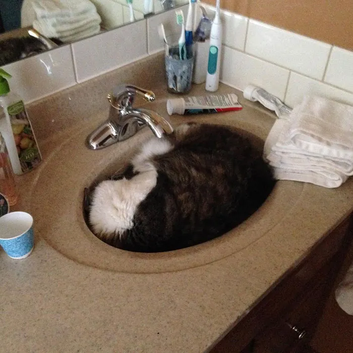 Cujo’s Transformation To A Liquid Is Complete