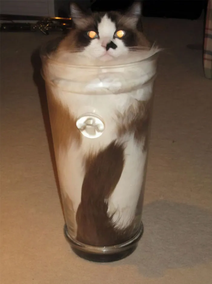 Catshake