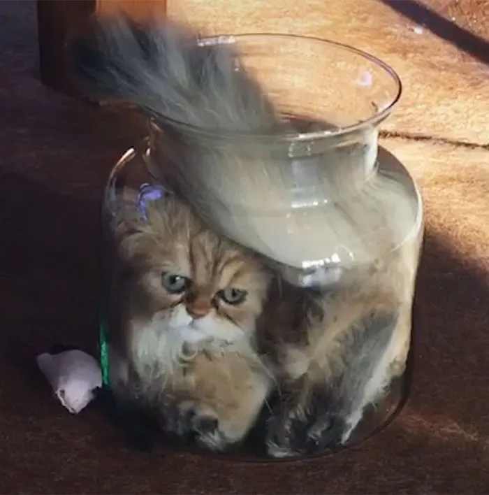 Taking The 'If It Fits, I Sits' Concept To A Whole New Level