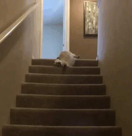 This Cat Is Basically Waterfalling Down The Stairs