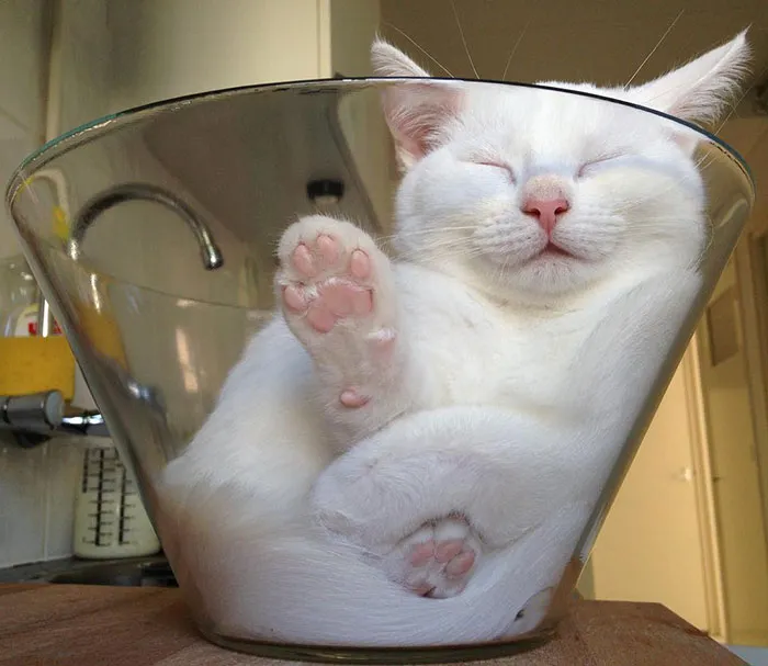 Liquid Purr