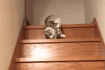 Gato vaguísimo