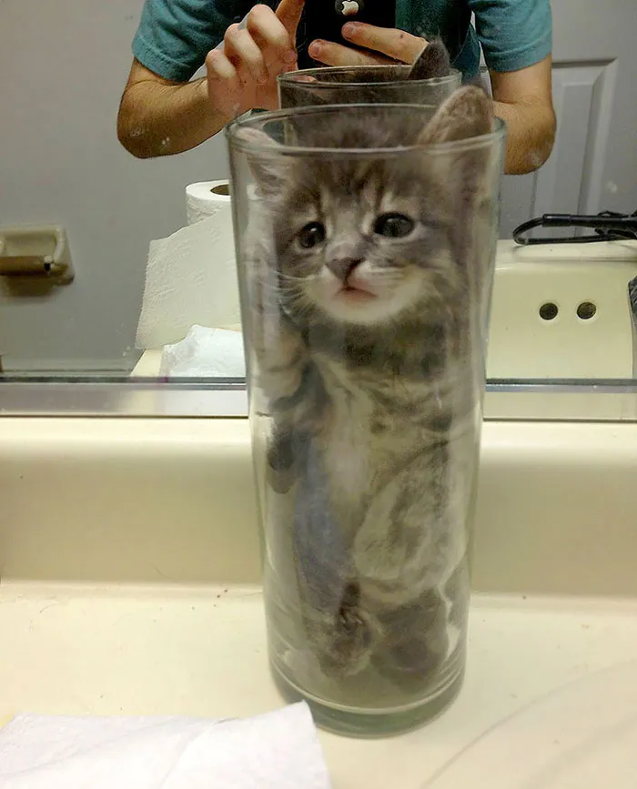 Why Choose Flowers If You Have A Cat