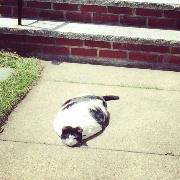 Gato tortita. Luego se levantó y era normal. Es muy extraño