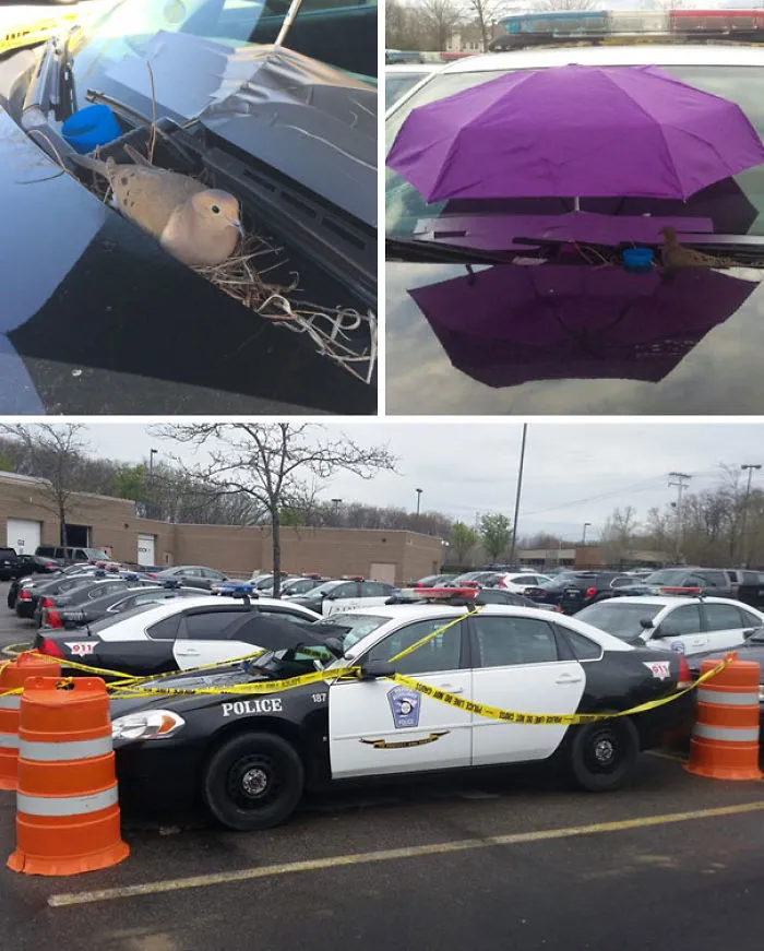 Protección policial para esta paloma que puso 2 huevos en un coche de policía en Parma