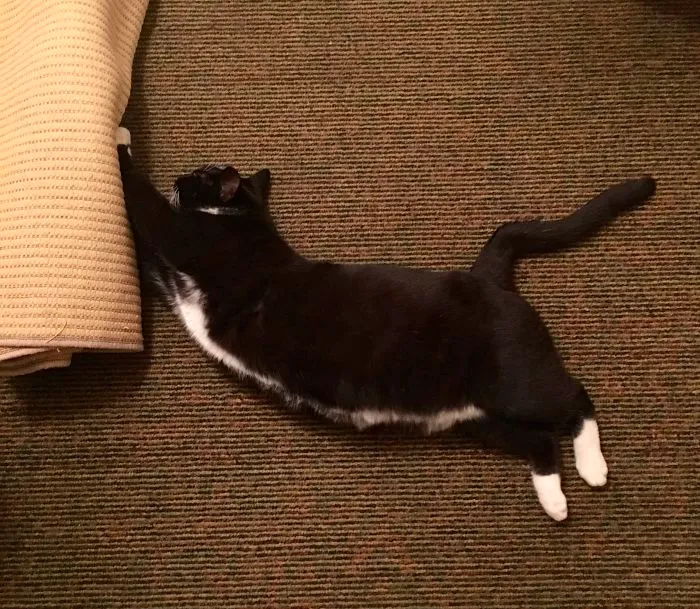 People Are Posting Pics Of Their Cats Stretching, And It’s Hilarious (198 Pics)