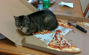 Get A Cat They Said, It Will Be Fun They Said… (Add Yours)