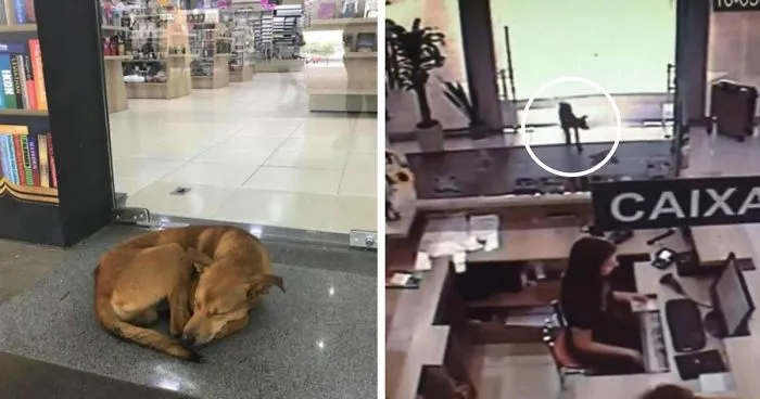 Stray Dog Steals Book From Bookstore, Goes Viral After They Notice Which Book Is Missing