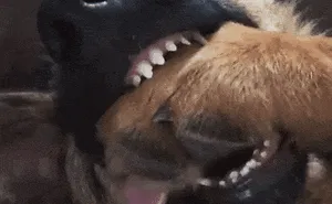 Pretty Sure This Shepherd Is Broken.