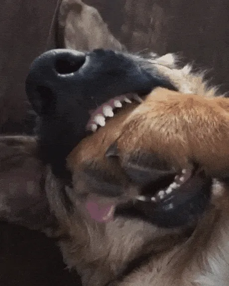 Pretty Sure This Shepherd Is Broken.