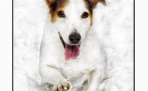 Newman In The Snow