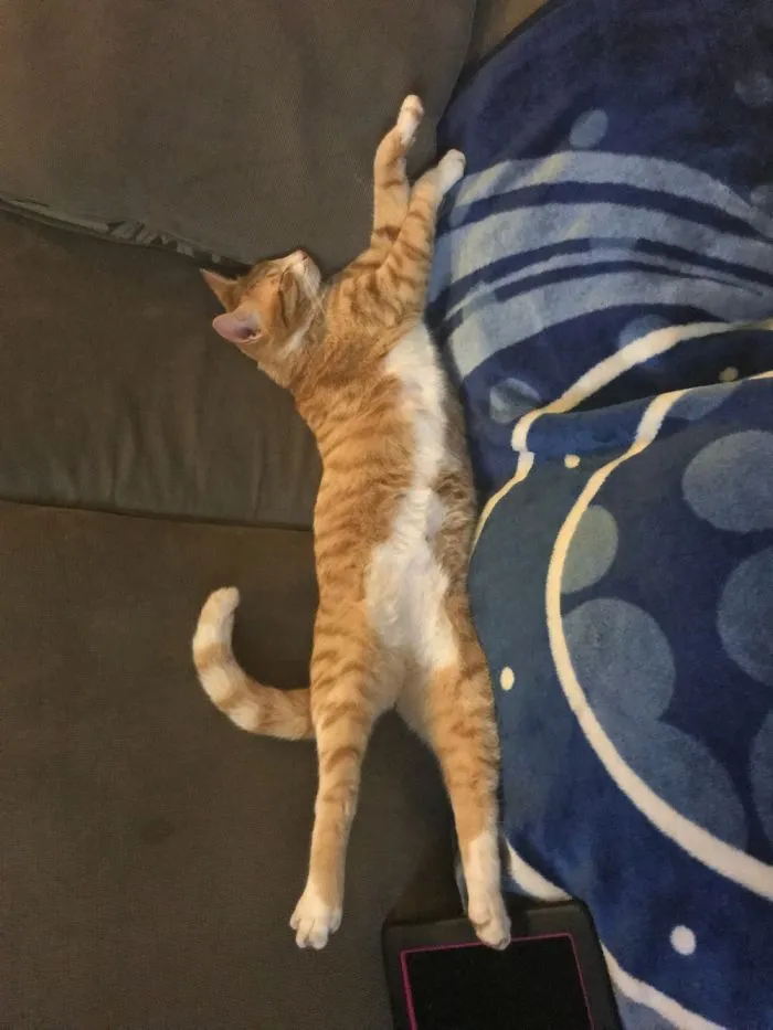 People Are Posting Pics Of Their Cats Stretching, And It’s Hilarious (198 Pics)