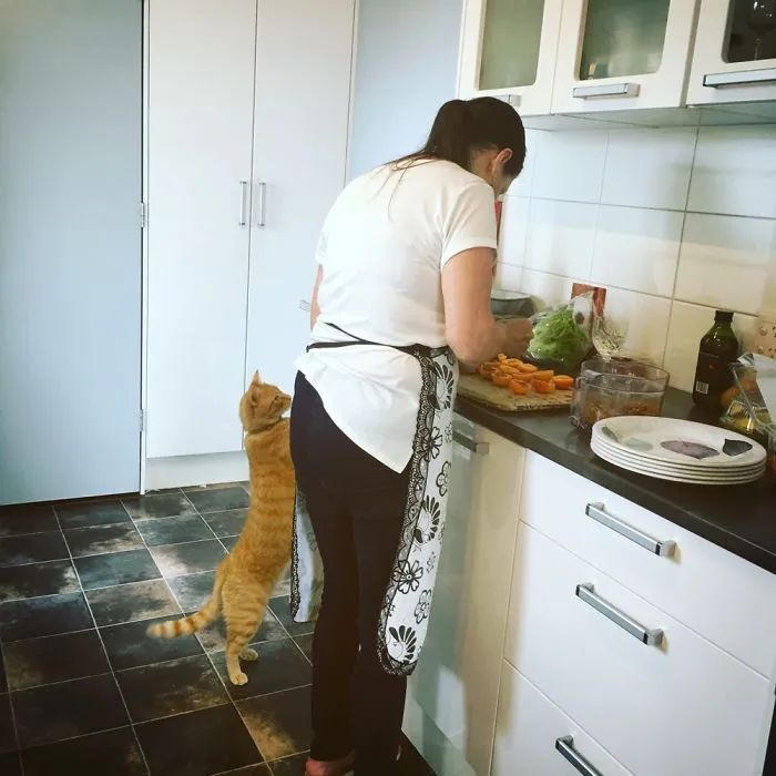People Are Posting Pics Of Their Cats Stretching, And It’s Hilarious (198 Pics)