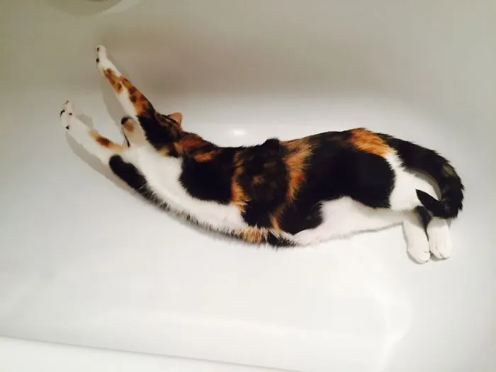 People Are Posting Pics Of Their Cats Stretching, And It’s Hilarious (198 Pics)