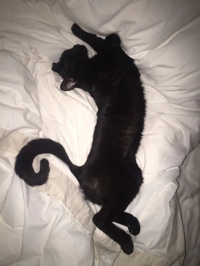 People Are Posting Pics Of Their Cats Stretching, And It’s Hilarious (198 Pics)