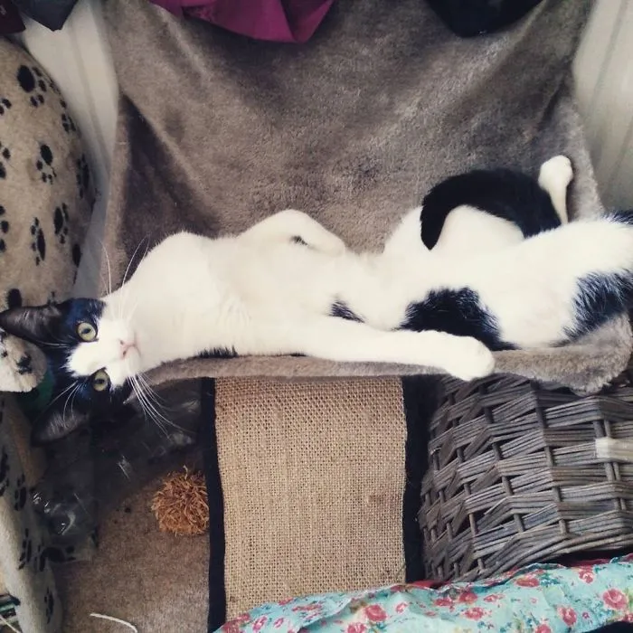 People Are Posting Pics Of Their Cats Stretching, And It’s Hilarious (198 Pics)