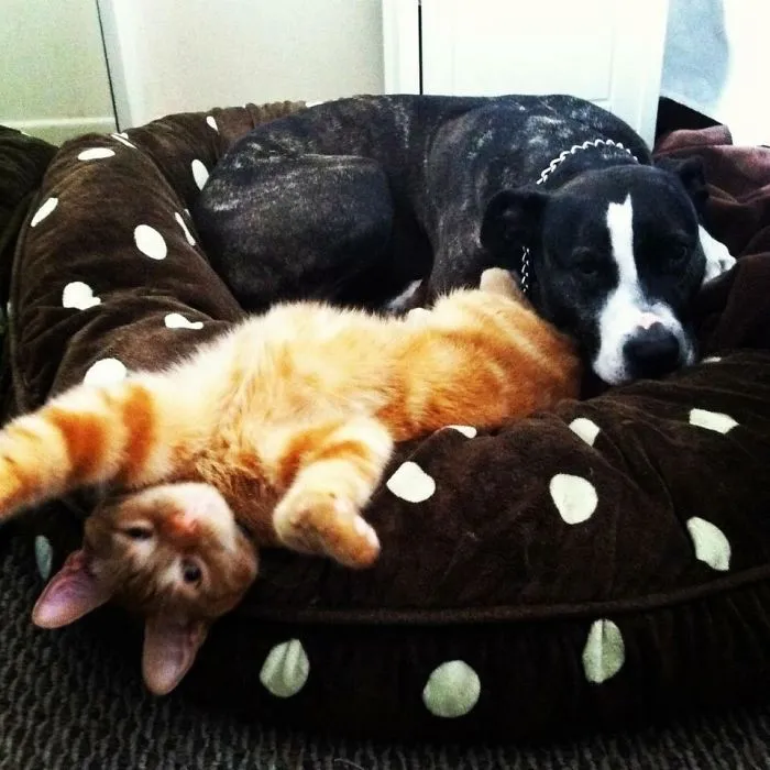 People Are Posting Pics Of Their Cats Stretching, And It’s Hilarious (198 Pics)