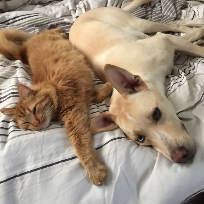 People Are Posting Pics Of Their Cats Stretching, And It’s Hilarious (198 Pics)