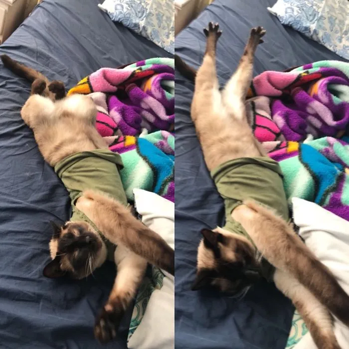 People Are Posting Pics Of Their Cats Stretching, And It’s Hilarious (198 Pics)