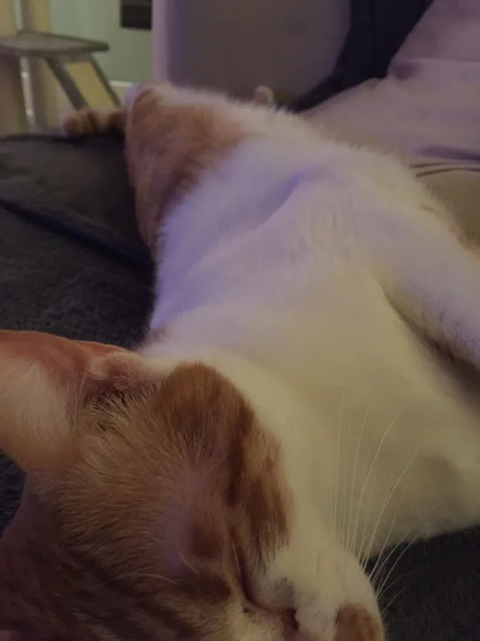 People Are Posting Pics Of Their Cats Stretching, And It’s Hilarious (198 Pics)