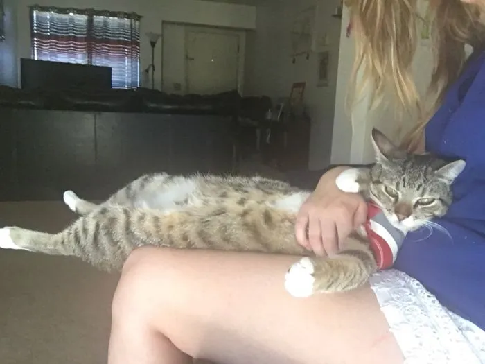 People Are Posting Pics Of Their Cats Stretching, And It’s Hilarious (198 Pics)