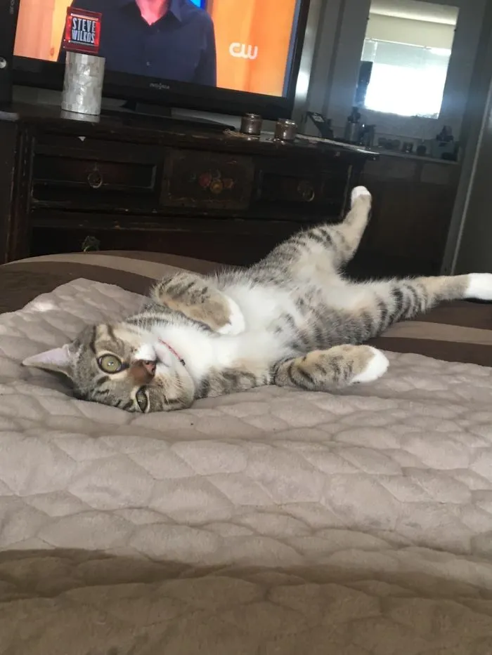 People Are Posting Pics Of Their Cats Stretching, And It’s Hilarious (198 Pics)