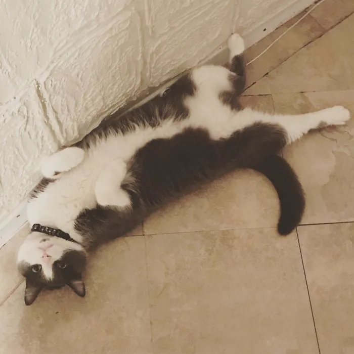 People Are Posting Pics Of Their Cats Stretching, And It’s Hilarious (198 Pics)