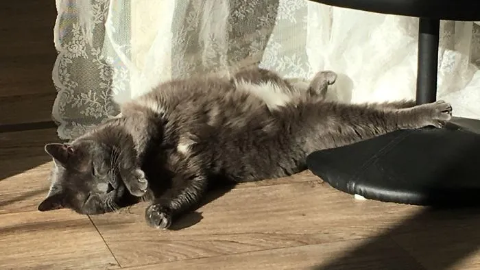 People Are Posting Pics Of Their Cats Stretching, And It’s Hilarious (198 Pics)