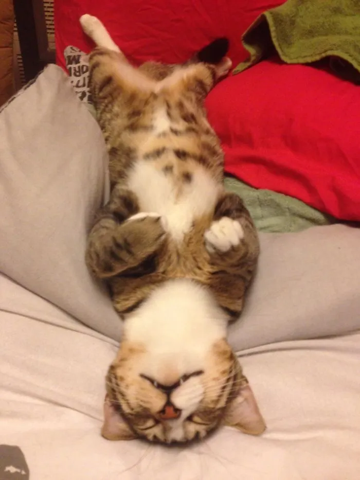 People Are Posting Pics Of Their Cats Stretching, And It’s Hilarious (198 Pics)
